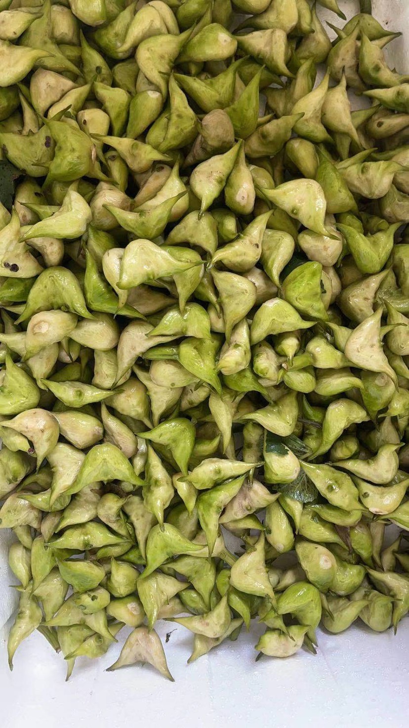 台州 菱角