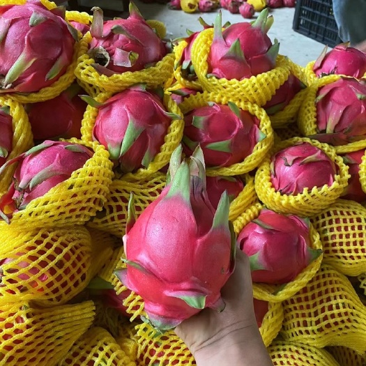 石屏县金都一号火龙果  【精品】云南红心火龙果 产地直发大量供应市场电商超市热带水果