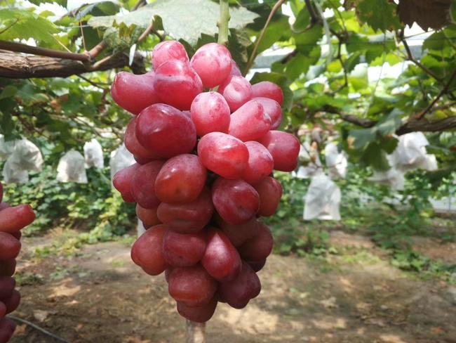 玫瑰香葡萄苗价格 夏黑 巨峰葡萄苗基地 提供种植技术