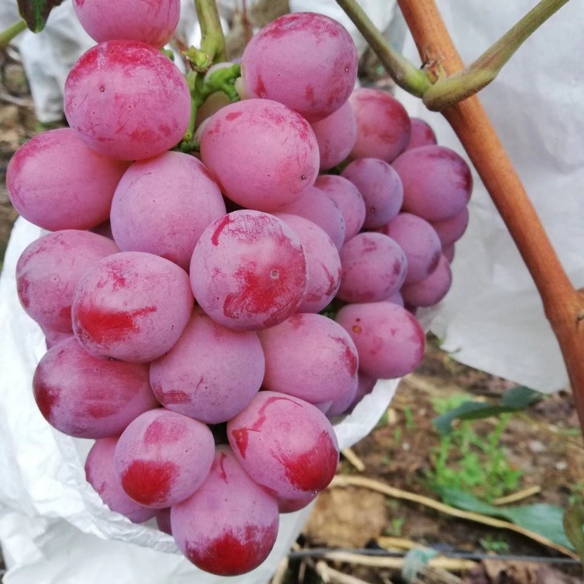 玫瑰香葡萄苗价格 夏黑 巨峰葡萄苗基地 提供种植技术