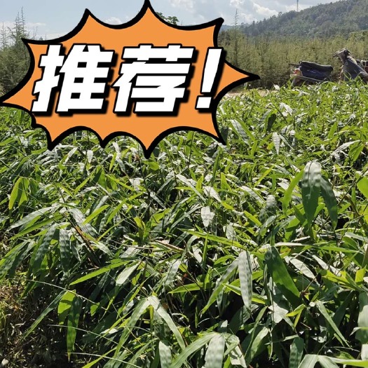勃世甜龙竹苗  甜龙竹苗，勃氏甜龙竹苗，竹苗
