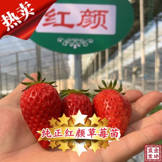泰安纯正脱毒红颜草莓苗 种苗销售十年商家 免费提供技术指导