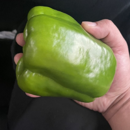 达拉特旗辣椒 圆椒