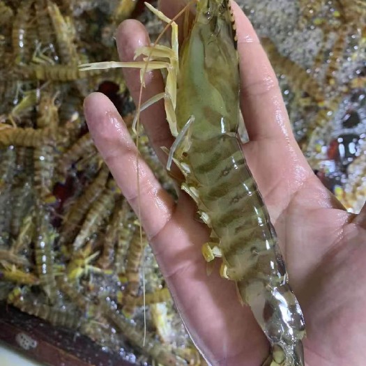 大连基围虾