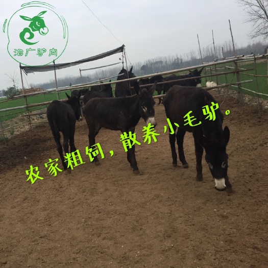 活驴价格肉驴新鲜驴肉现杀驴肉带皮驴肉驴肝驴鞭驴头驴板肠驴头