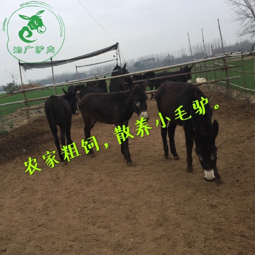 兰陵县活驴价格肉驴新鲜驴肉现杀驴肉带皮驴肉驴肝驴鞭驴头驴板肠驴头