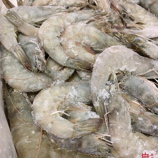 烟台中国对虾  40-50国产白虾 肉质紧致细嫩 鲜味十足 无泥腥味 个头均