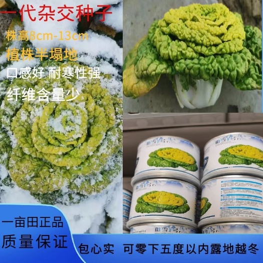泌阳县黄心乌白菜种子  黄心菜种子傲雪1号抗病 耐寒性强 零下15度 依然青秀口感好