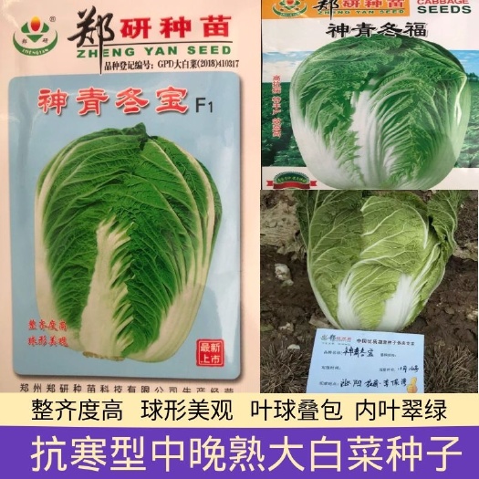 郑研大白菜种子  大白菜种子神青冬宝耐寒好吃高品质外叶深绿色