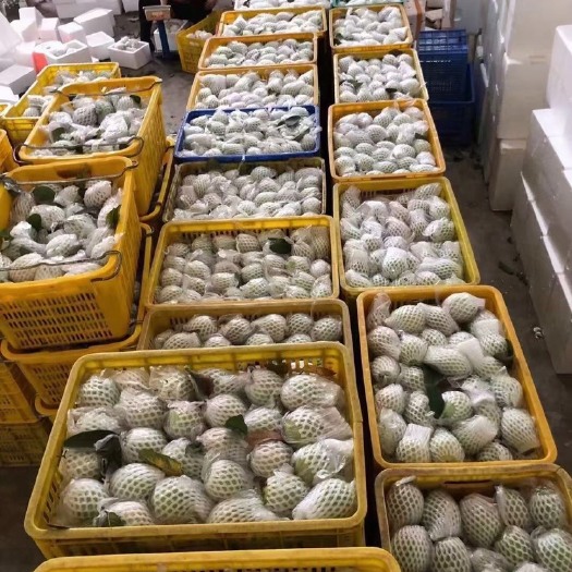 上林县 番石榴