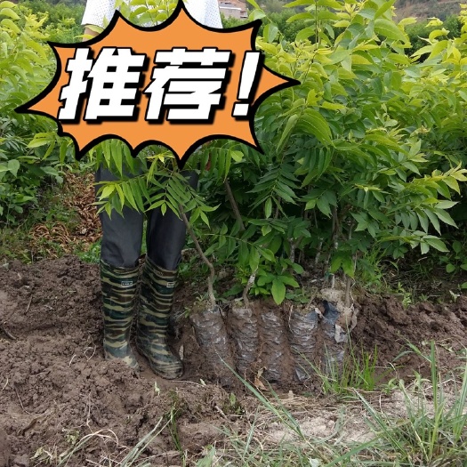 景东县山核桃苗  美国，薄壳山核桃袋装嫁接苗，美国山核桃袋装嫁接苗