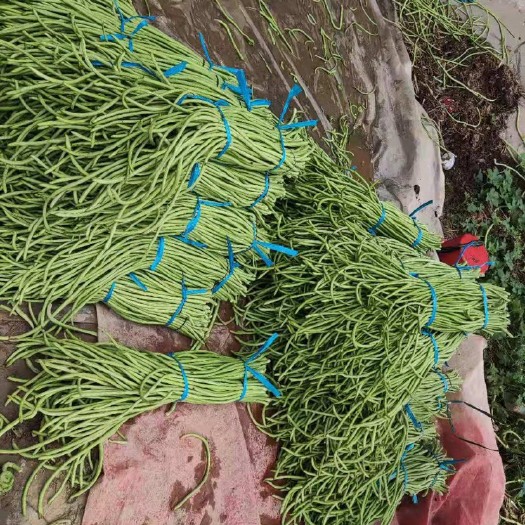开封精品豆角大量上市，量多价优，产地直供