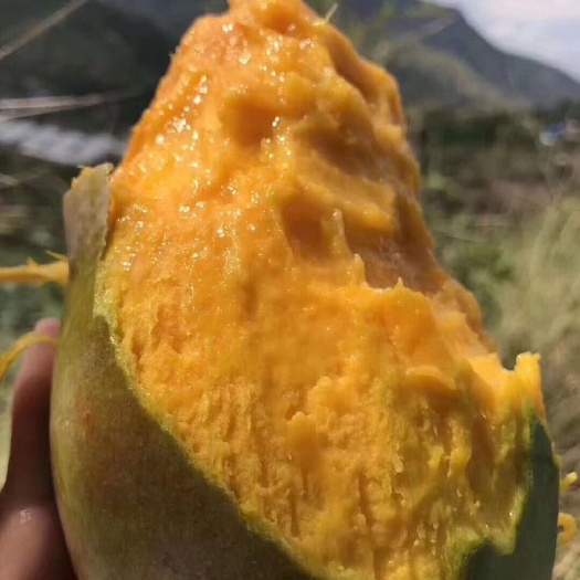 攀枝花凯特芒彩虹芒椰香芒量大批发，保证品质 诚信第一