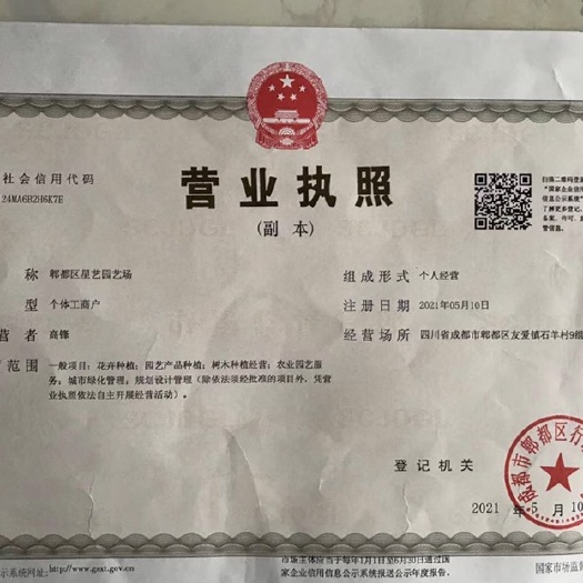 成都小叶桢楠 小叶贞楠