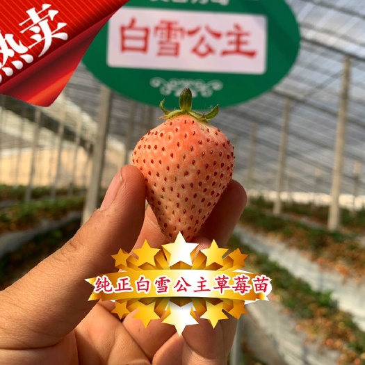 泰安白草莓  纯正白雪公主草莓苗 十年草莓苗繁育基地 免费提供技术指导