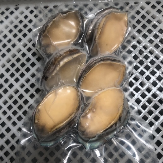 东山县绿鲍  活冻鲍鱼.鲜冻.新鲜.