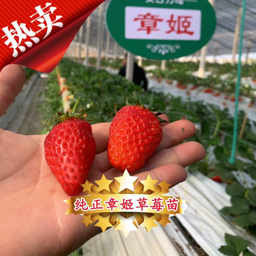 泰安章姬草莓苗  纯正章姬 奶油 甜宝草莓苗专业草莓苗繁育 免费技术指导