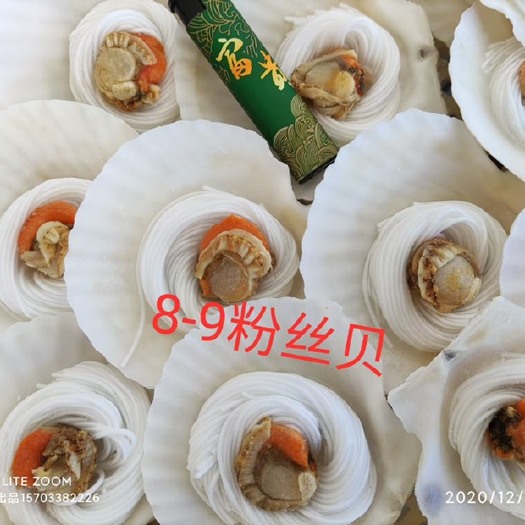 昌黎县黄金贝 粉丝贝