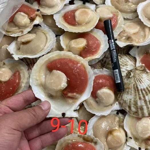 昌黎县虾夷扇贝 夏夷贝