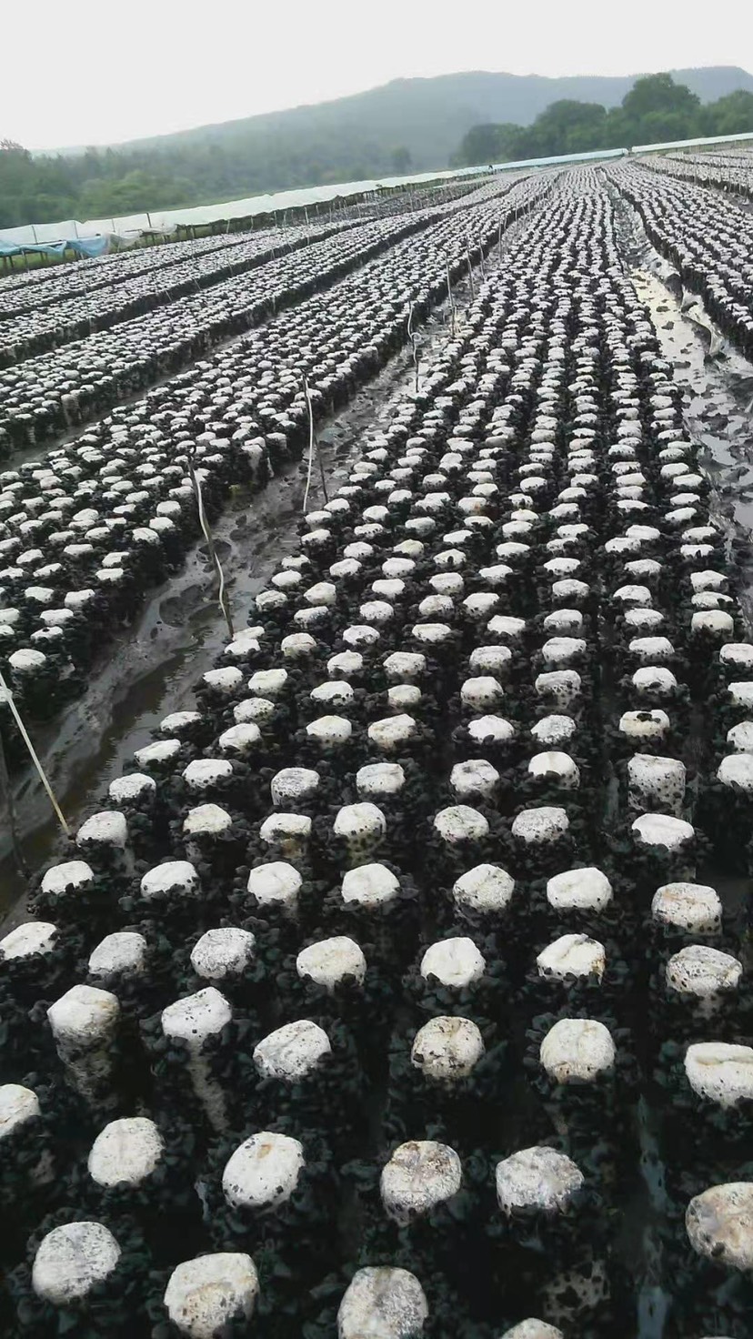 黑木耳 个体种植，天然无公害，纯绿色食品。