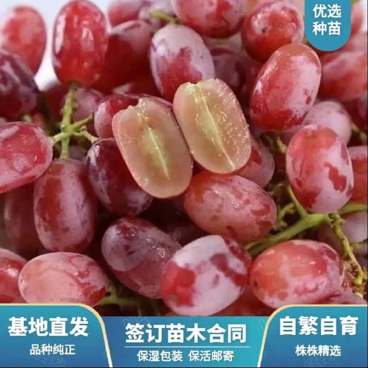 兴城市克瑞森葡萄苗  深红无籽葡萄嫁接苗     基地直发