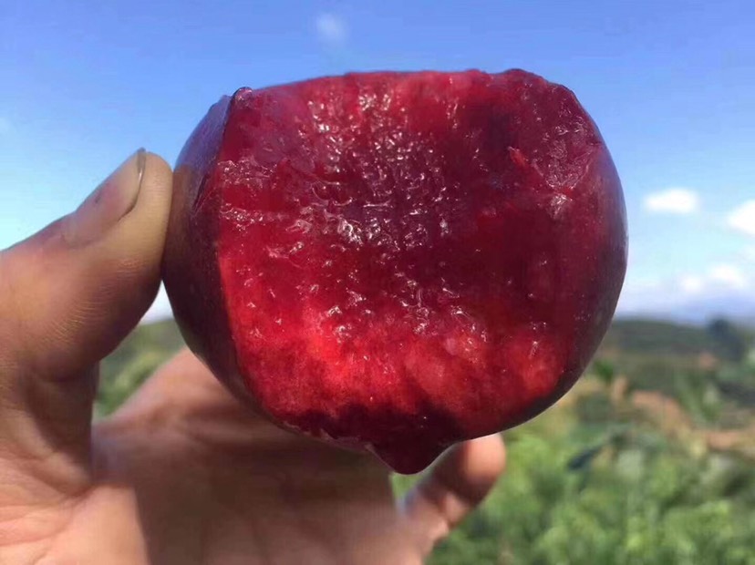 福建特产芙蓉李！舌尖上的享受，农夫山 泉水灌溉，营养价值