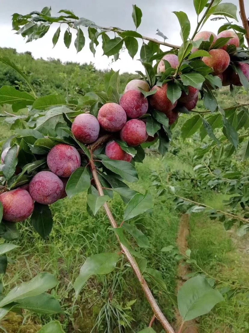 福建特产芙蓉李！舌尖上的享受，农夫山 泉水灌溉，营养价值