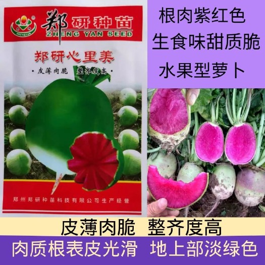 穿心红萝卜种子 郑研心里美萝卜种子肉质根表皮光滑 根肉紫红色