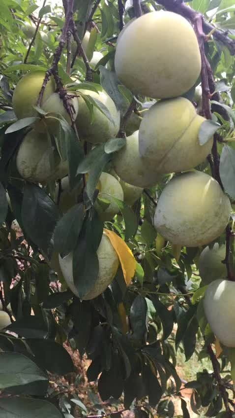 古田县㮈李．芙蓉李