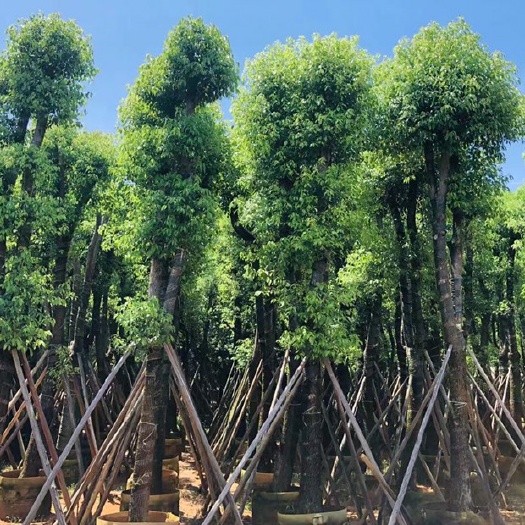 普宁市 香樟