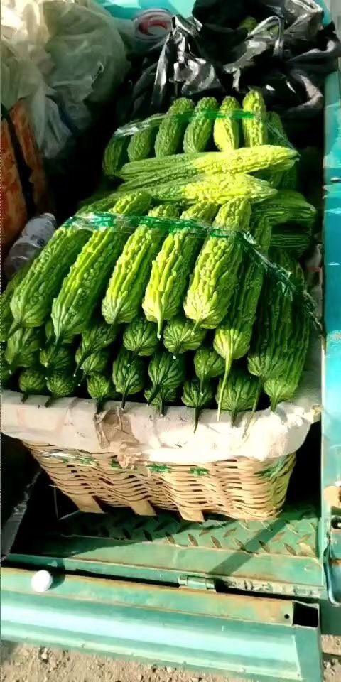 寿光市绿苦瓜  苦瓜