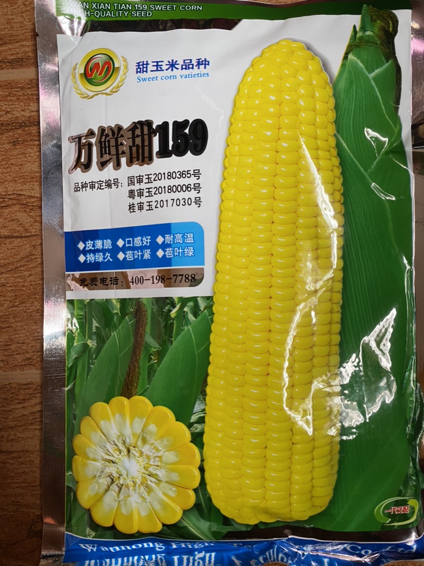 九江甜玉米种子  甜玉米品种万鲜甜159 皮薄脆口感好，耐高温，持绿久，苞叶紧