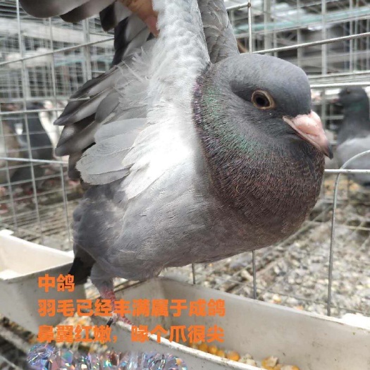 有乳鸽，中鸽，