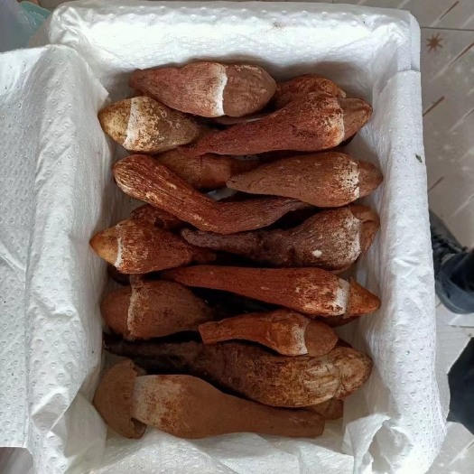 南华县鸡枞菌 鸡枞
