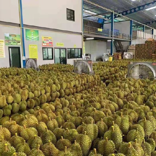 凭祥市泰国榴莲金枕A6  越南金枕，越南干扰