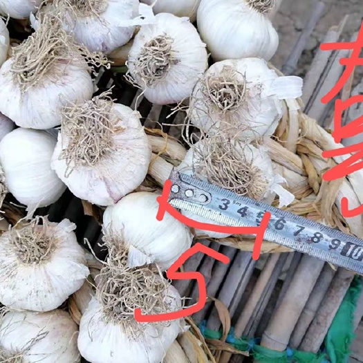 天津紫皮蒜 宝坻林亭口四六瓣大蒜