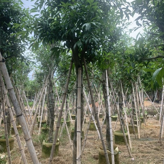 普宁市水蒲桃 水葡萄 10-12公分