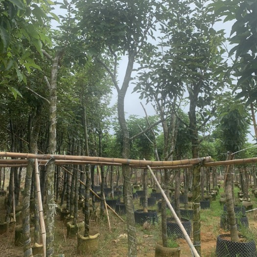 普宁市黄花风铃木 黄花多花风铃木 8-10公分