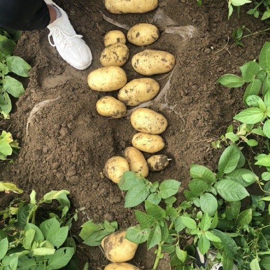 平度市荷兰土豆  平度土豆大量有货