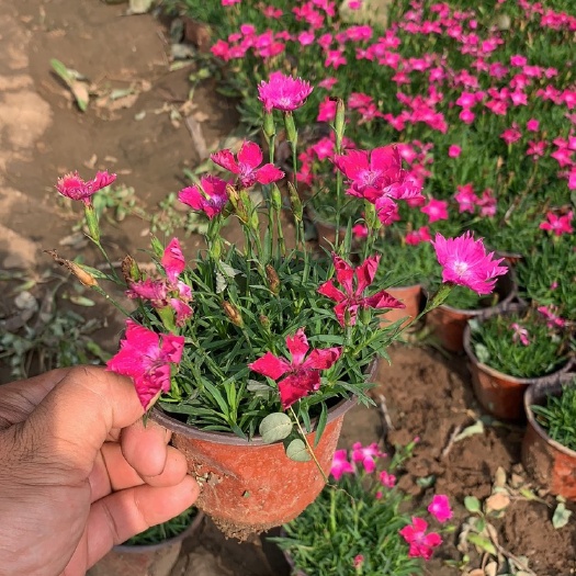 青州市欧石竹多年生宿根植物，易修建、易管理、开花机器，可代替草坪