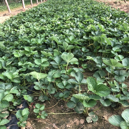 中牟县法兰地草莓苗 草莓苗培育基地、百亩育苗基地欢迎你的到来，