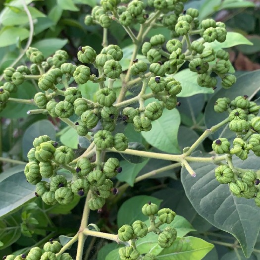 乐昌市 中花吴茱萸