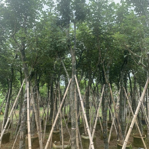 普宁市黄花风铃木  黄花少花风铃木 12-15公分