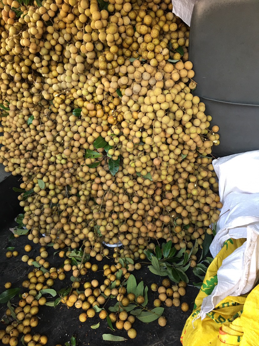 粤西优质龙眼石硖中大果