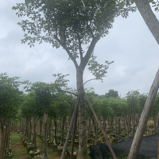 普宁市黄花风铃木 黄花少花风铃木 15-18公分