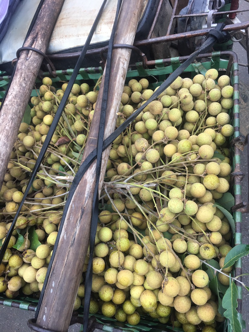 粤西优质龙眼石硖中大果