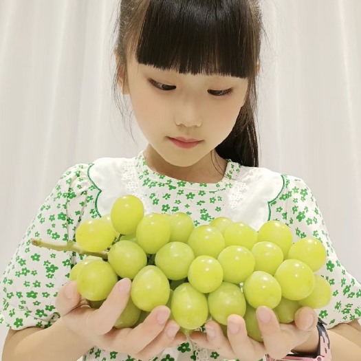 惠州高端精品阳光玫瑰