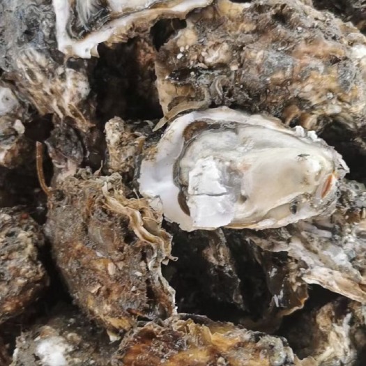 长海县三倍体生蚝  三倍体统货