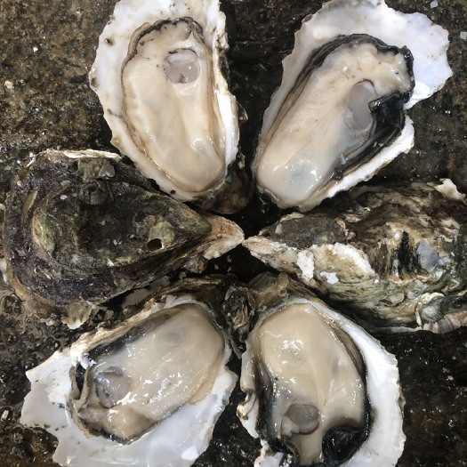 阳西县广东白肉蚝