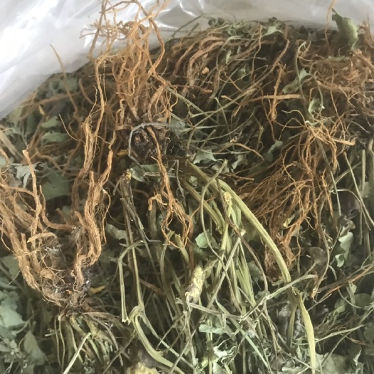 岩黄连  岩黄莲中药材